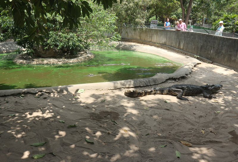 Crocodile Farm - Picture of Ko Samui, Surat Thani Province - Tripadvisor