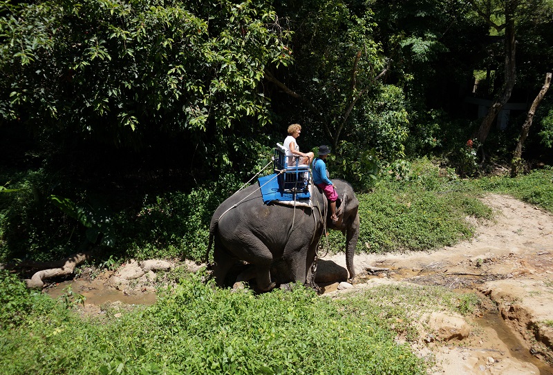 Elephant trekking in Koh Samui